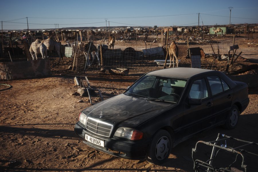 A black Mercedes-Benz is parked next to a camel enclosure in the Sahrawi refugee camps near Tindouf, Algeria. In this hostile desert environment, aging German sedans have largely replaced dromedaries as the primary means of transport due to their mechanical reliability and resistance to extreme heat.